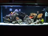 Fish Aquarium Gallery of Aquatic Designs | Aquarium Maintenance | Grand ...
